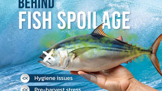 The Hidden Factors Behind Fish Spoilage