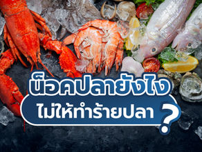 น็อคปลายังไง ไม่ให้ทำร้ายปลา?