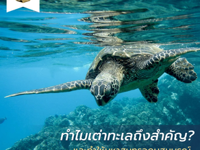 Sea turtles help control the proliferation of marine plants to prevent excessive growth.